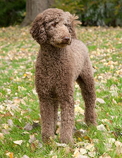 Dog Training - Poodle